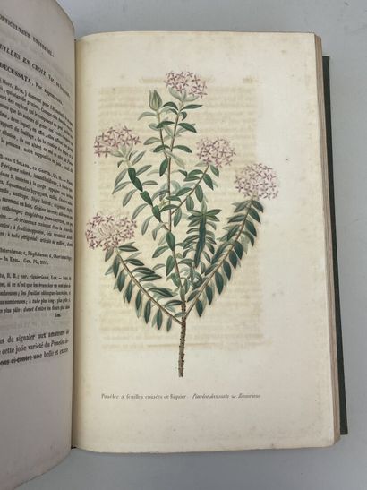LEMAIRE, Charles. - L'Horticulteur Universel,...