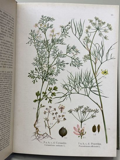 LOSCH, Friedrich (docteur). - Les Plantes...
