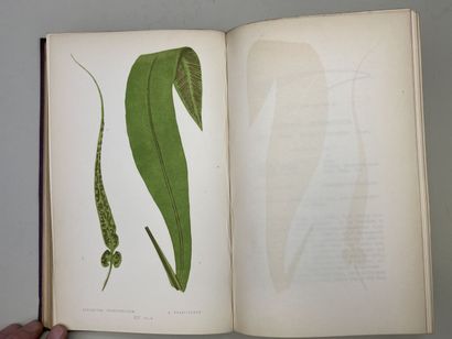 LOWE, Edward Joseph. - Ferns : British and...