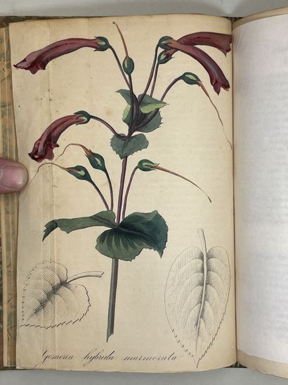 Journal d'horticulture pratique de la Belgique...