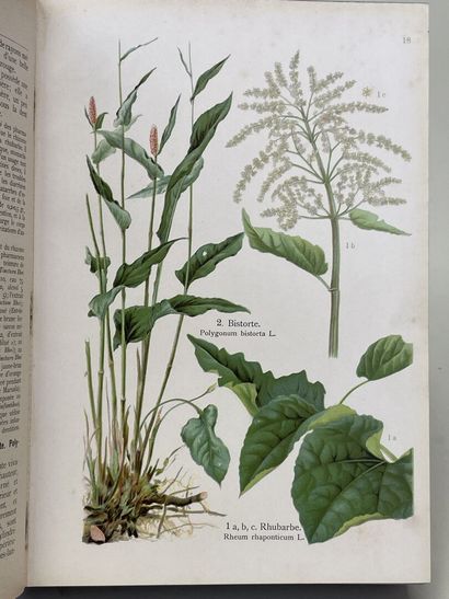 LOSCH, Friedrich (docteur). - Les Plantes...