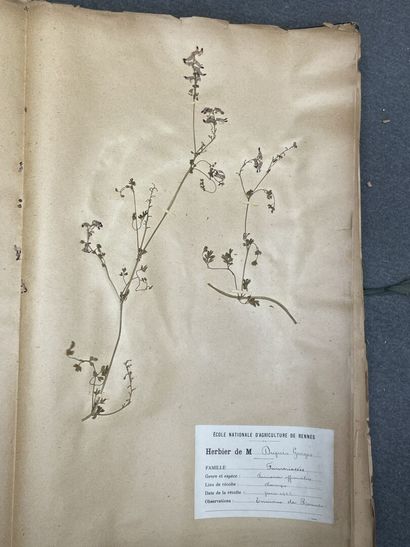 Important herbier de 1923. 
13 x 47 x 30...