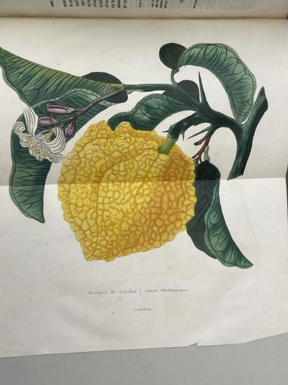 LEMAIRE, Charles. - L'Horticulteur Universel,...