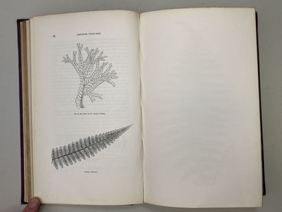 LOWE, Edward Joseph. - Ferns : British and...