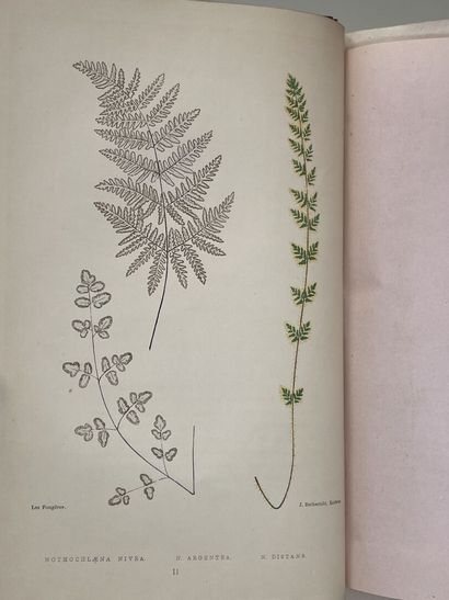 RIVIÈRE, A & ANDRE, Edouard & ROZE, E. -...