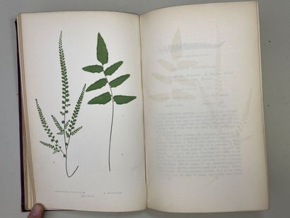 LOWE, Edward Joseph. - Ferns : British and...