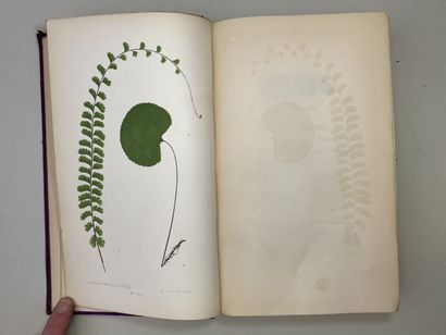 LOWE, Edward Joseph. - Ferns : British and...