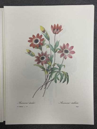 REDOUTE:Choix des plus belles fleurs, 
fac...