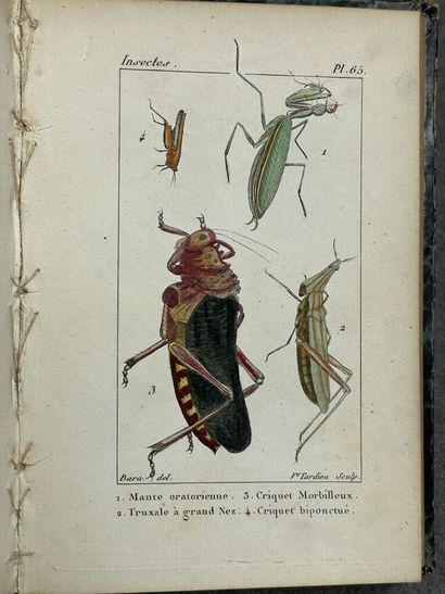 INSECTES - Pierre BOITARD . 
Manuel d'Entomologie....