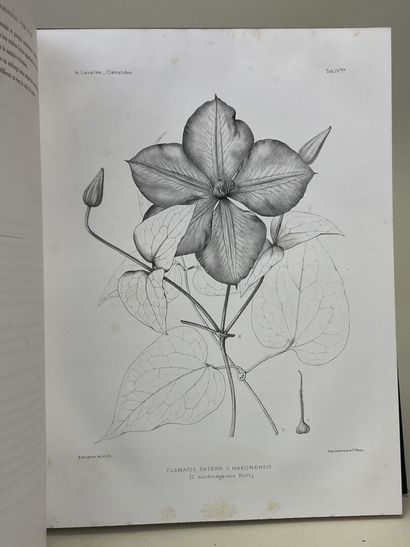 LAVALLÉE, Alphonse. - Les Clématites à grandes...
