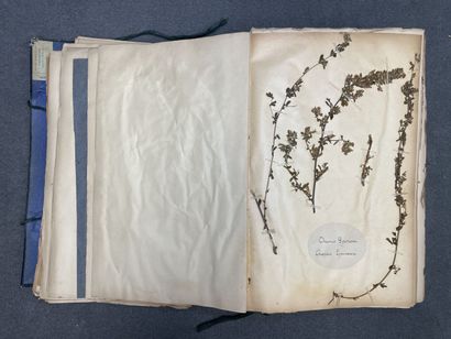 Important herbier de 1923. 
13 x 47 x 30...