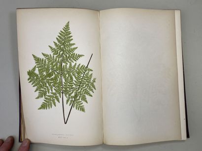 LOWE, Edward Joseph. - Ferns : British and...