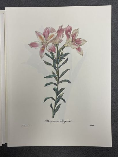 REDOUTE:Choix des plus belles fleurs, 
fac...