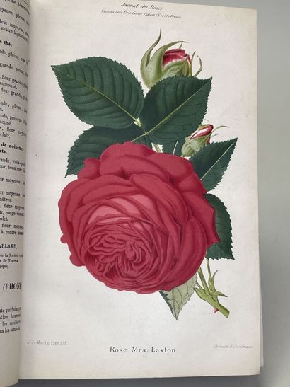 ROSES. - Journal des roses (Rosa inter flores)....