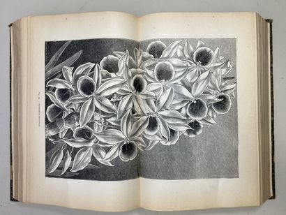 LINDEN, Lucien. - Les Orchidées exotiques...