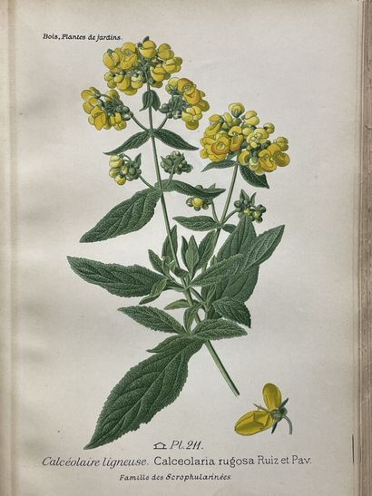 D. BOIS
Atlas des plantes de jardins et d'appartements...