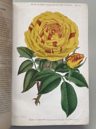ROSES. - Journal des roses (Rosa inter flores)....