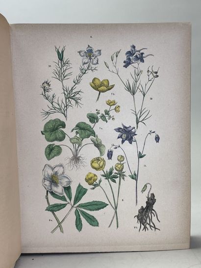 ROTHSCHILD, (Jules de) et al. - Botanique...