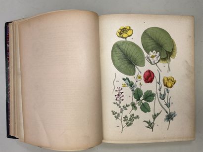 ROTHSCHILD, (Jules de) et al. - Botanique...
