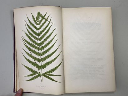 LOWE, Edward Joseph. - Ferns : British and...