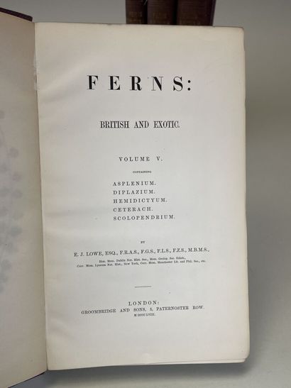 LOWE, Edward Joseph. - Ferns : British and...