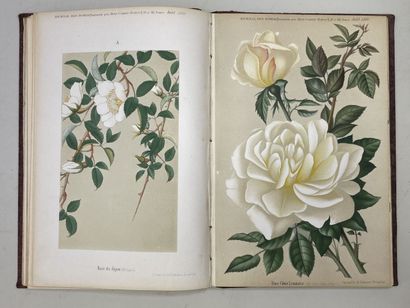 ROSES. - Journal des roses (Rosa inter flores)....