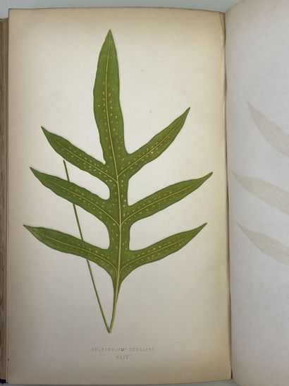 LOWE, Edward Joseph. - Ferns : British and...