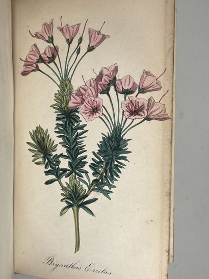 Journal d'horticulture pratique de la Belgique...