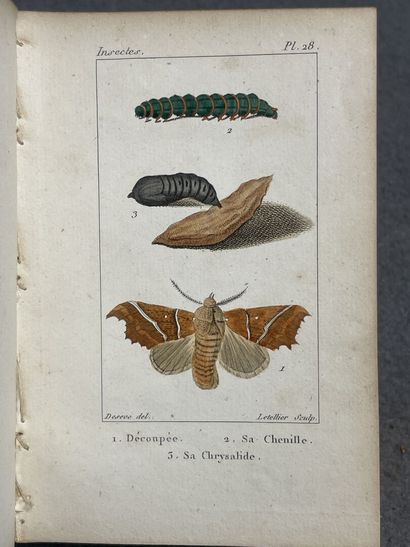 INSECTES - Pierre BOITARD . 
Manuel d'Entomologie....