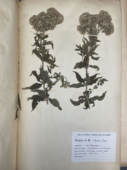 Important herbier de 1923. 
13 x 47 x 30...