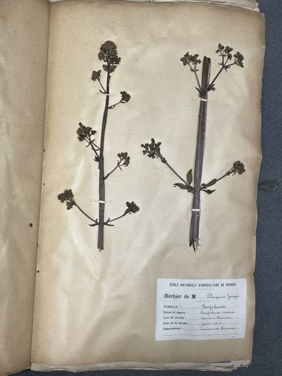 Important herbier de 1923. 
13 x 47 x 30...