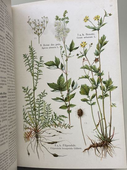 LOSCH, Friedrich (docteur). - Les Plantes...