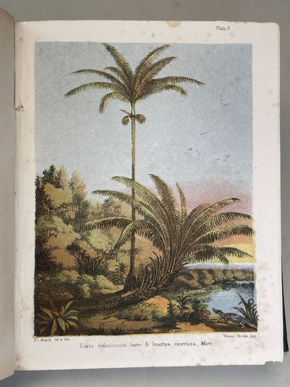 SEEMANN, Berthold. - Popular history of the...