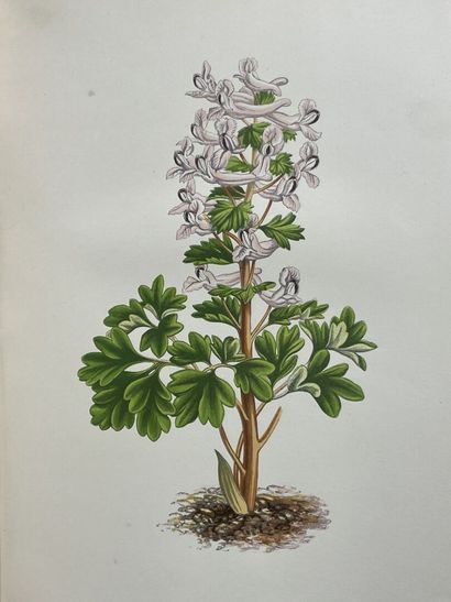VERLOT, Bernard. - Les Plantes Alpines. Choix...