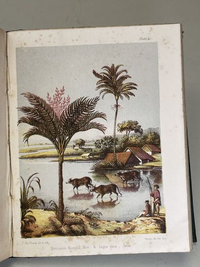SEEMANN, Berthold. - Popular history of the...