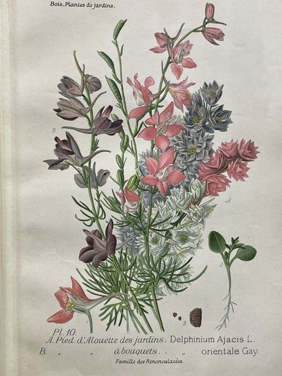 D. BOIS
Atlas des plantes de jardins et d'appartements...