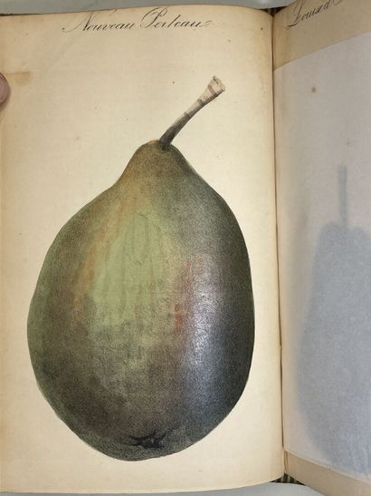 Journal d'horticulture pratique de la Belgique...