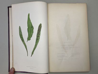 LOWE, Edward Joseph. - Ferns : British and...