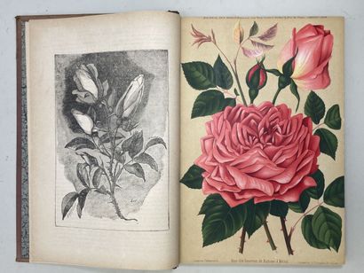 ROSES. - Journal des roses (Rosa inter flores)....