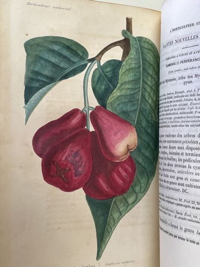 LEMAIRE, Charles. - L'Horticulteur Universel,...