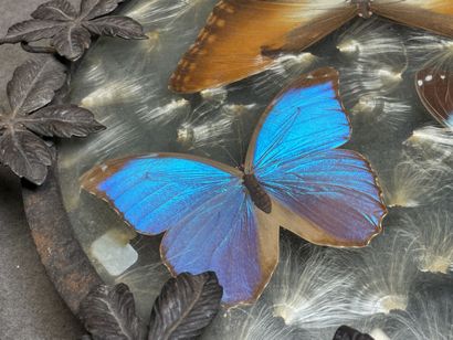 Plateau en fer forgé, papillons sous verre.
années...