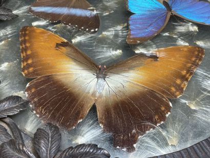Plateau en fer forgé, papillons sous verre.
années...