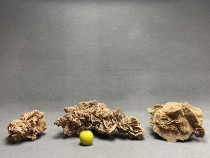 Trois importantes roses des sables. 
15 x...