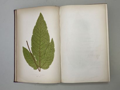 LOWE, Edward Joseph. - Ferns : British and...