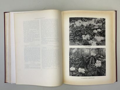 MILLAIS, John Guille. - Rhododendrons (first...