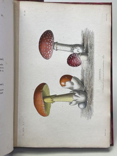 DUPUIS, A & REVEIL, O. - Flore médicale usuelle...