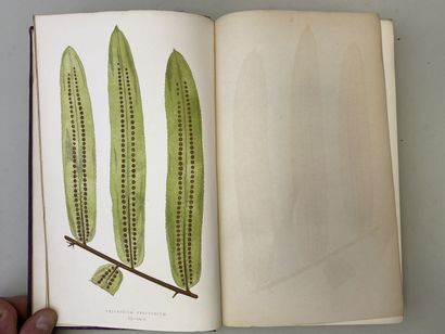 LOWE, Edward Joseph. - Ferns : British and...