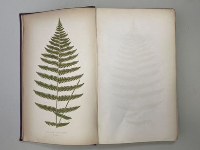 LOWE, Edward Joseph. - Ferns : British and...