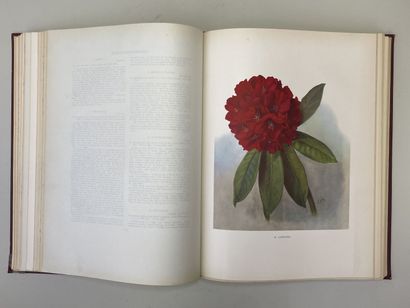 MILLAIS, John Guille. - Rhododendrons (first...