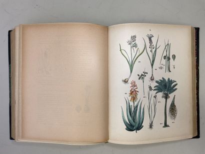 ROTHSCHILD, (Jules de) et al. - Botanique...